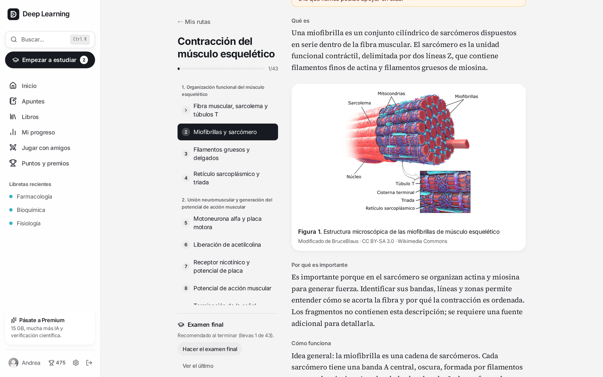 Lección sobre miofibrillas y sarcómero con un esquema de la fibra muscular